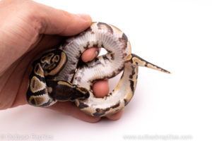 African Import ball python for sale
