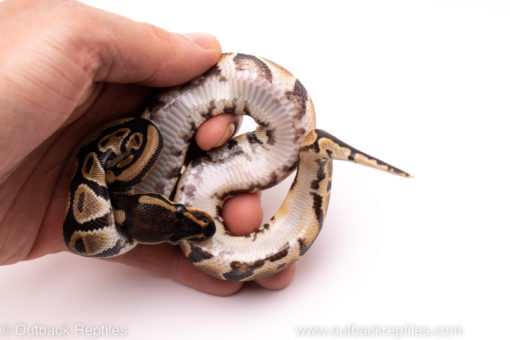 African Import ball python for sale