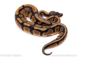 African Import ball python for sale