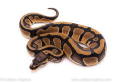 African Import ball python for sale