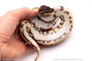 African Import ball python for sale