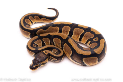 African Import ball python for sale