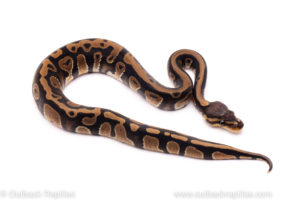 African Import ball python for sale