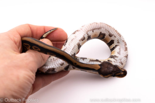 African Import ball python for sale