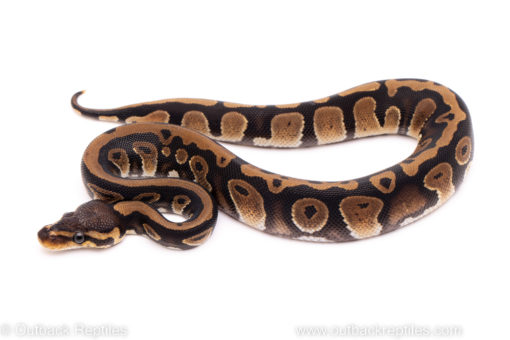 African Import ball python for sale