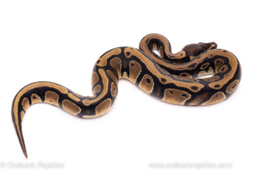 African Import ball python for sale