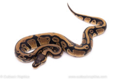 African Import ball python for sale