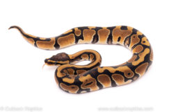 African Import ball python for sale