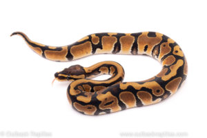 African Import ball python for sale
