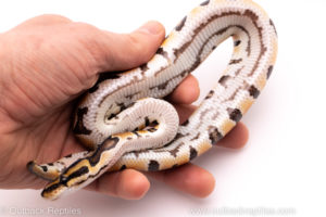 African Import ball python for sale