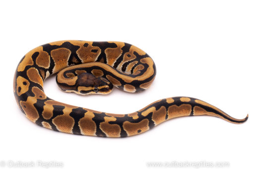 African Import ball python for sale
