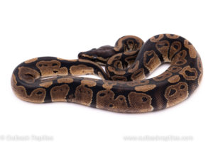 African Import Dinker Ball Python for sale