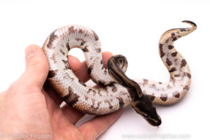 African Import Dinker Ball Python for sale