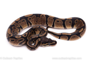 African Import Dinker Ball Python for sale