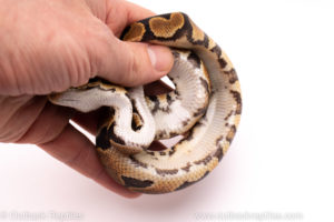 African Import ball python for sale