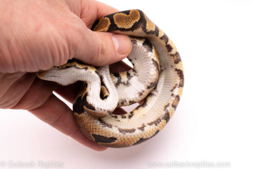 African Import ball python for sale