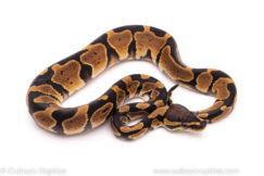 African Import ball python for sale