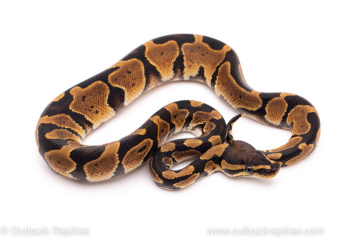 African Import ball python for sale
