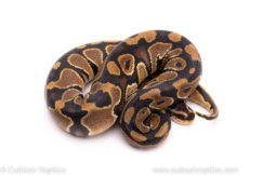 African Import ball python for sale