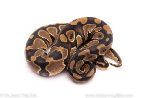 African Import ball python for sale