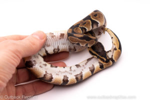 African Import ball python for sale
