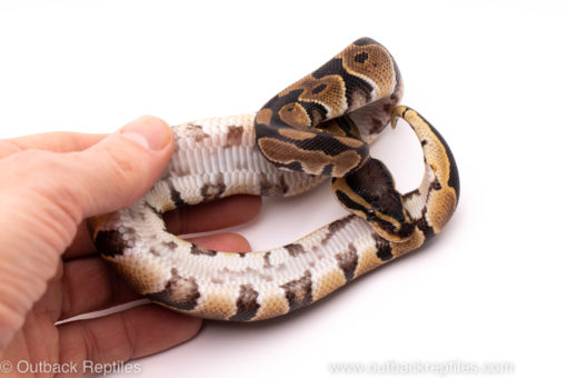 African Import ball python for sale