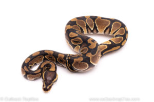 African Import ball python for sale
