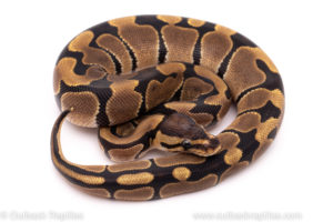 African Import ball python for sale