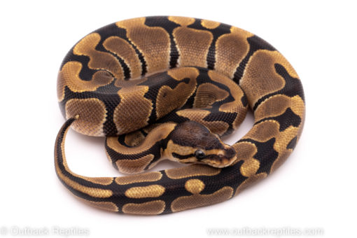African Import ball python for sale