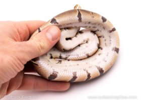 African Import ball python for sale