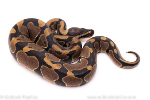 African Import ball python for sale