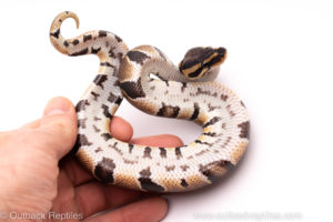 African Import ball python for sale