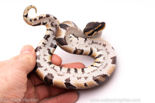 African Import ball python for sale