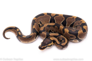 African Import ball python for sale