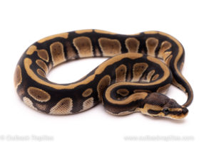 African Import ball python for sale