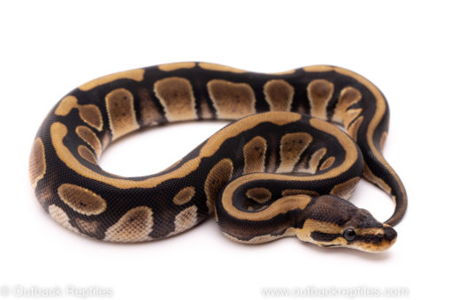 African Import ball python for sale