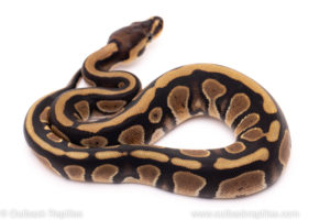 African Import ball python for sale