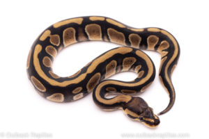 African Import ball python for sale
