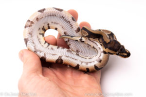African Import ball python for sale