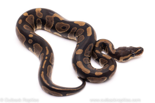 African Import ball python for sale