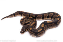 African Import ball python for sale