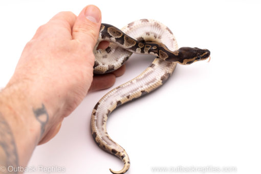 African Import ball python for sale