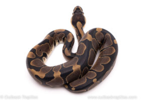 African Import ball python for sale
