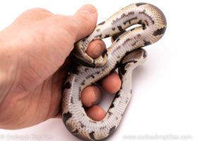 African Import ball python for sale