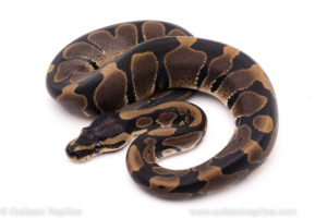 African Import ball python for sale
