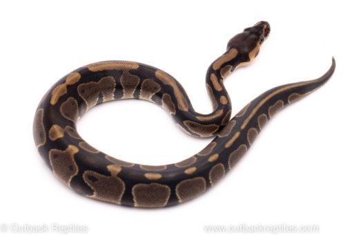 African Import ball python for sale