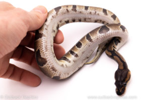 African Import ball python for sale