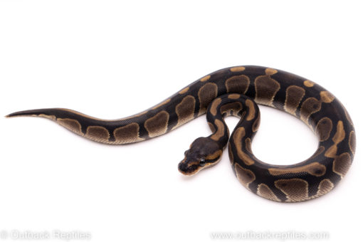 African Import ball python for sale