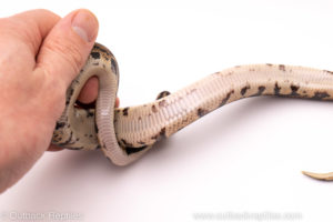 African Import ball python for sale