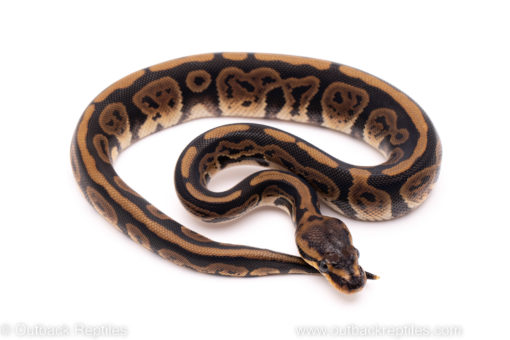African Import ball python for sale